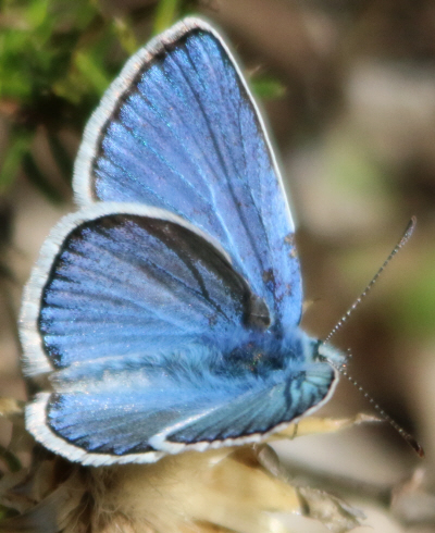 Polyommatus dorylas?? male